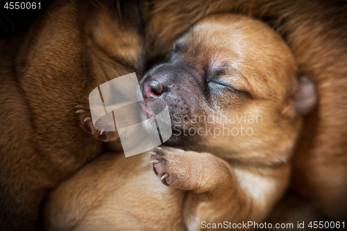 Image of Newborn brown puppy close-up