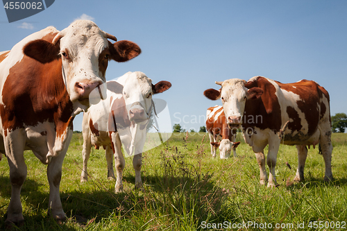 Image of Red cows in the pasture 