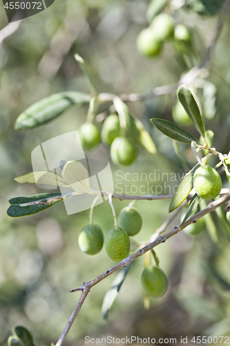 Image of Olives on olive tree in autumn.