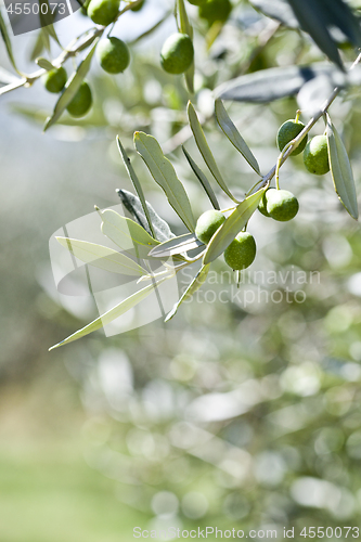 Image of Olives on olive tree in autumn. 