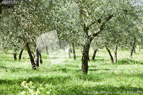 Image of Olive trees plantation.