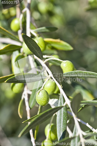 Image of Olives on olive tree in autumn.