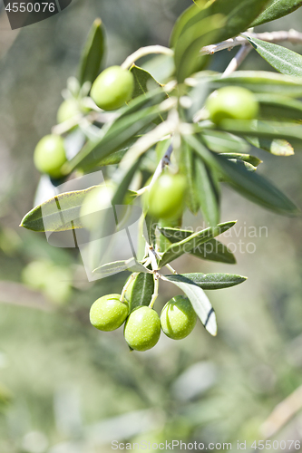 Image of Olives on olive tree in autumn.