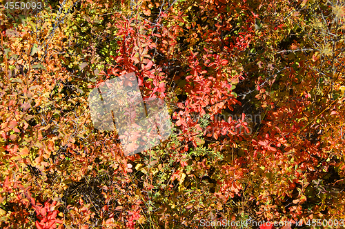 Image of Red foliage of the shrubbery barberry by autumn