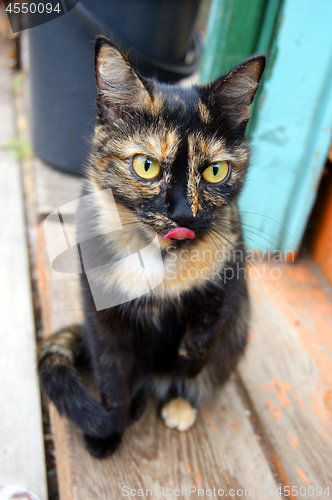 Image of Home pet cat sits on street near building