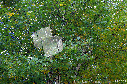 Image of Background from branches and sheet tree birch