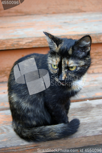 Image of Beautiful cat sits on board beside building