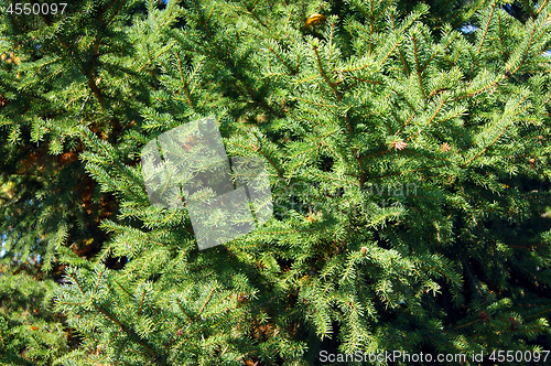 Image of Green background tree fir tree from branches