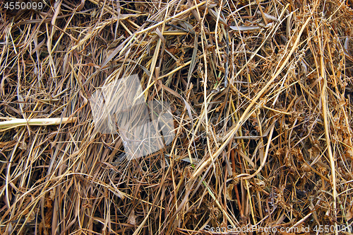 Image of Dry herb stored up on winter background