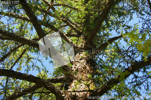 Image of Conifer larch type from below year daytime