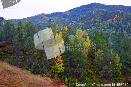 Image of Bright and colorful landscape of the mountains and wood autumn daytime