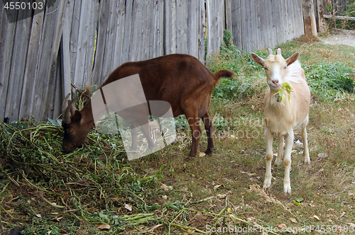 Image of Two animals nanny goat eat herb on street