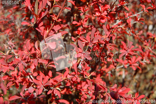 Image of Shrubbery barberry background from sheet at September