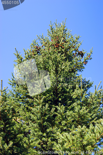 Image of Evergreen tree spruce with fruit type sideways