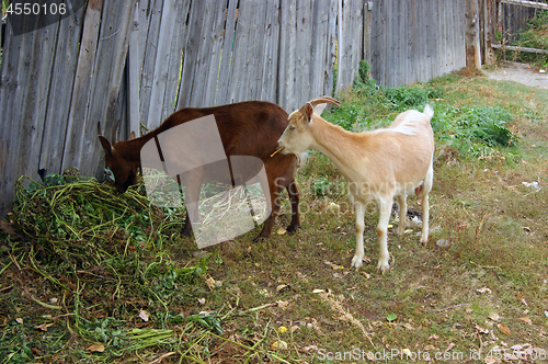 Image of Pets nanny goats to fall in rural terrain