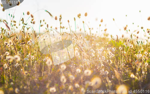 Image of Bunny tails grass against the light, vintage style