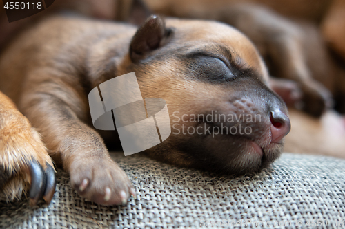 Image of Newborn brown puppy with happy face