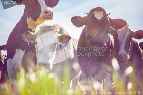 Image of Cows taken against the light, vintage style