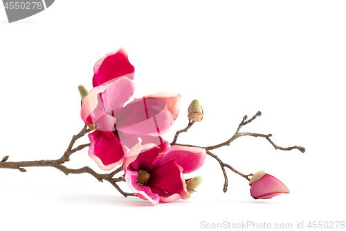 Image of some red magnolia flowers