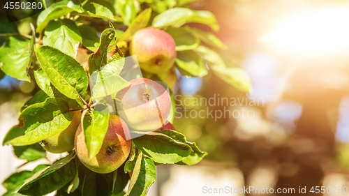 Image of some apples on a tree in sunny light