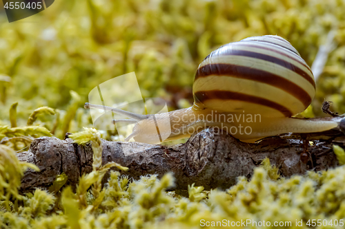 Image of Snail slowly creeping along super macro close-up