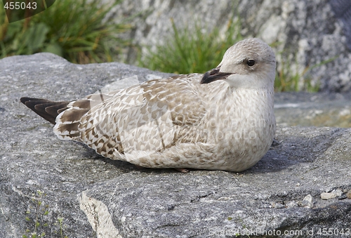 Image of Seagull