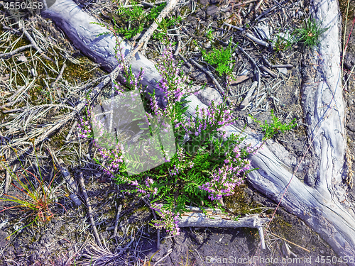 Image of Wild Heather Bushes In the Natural Environment Close-up