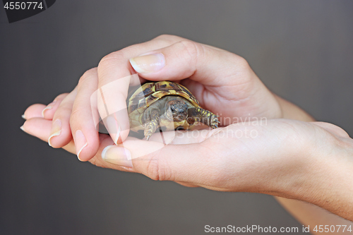 Image of Young girl is holding a turtle