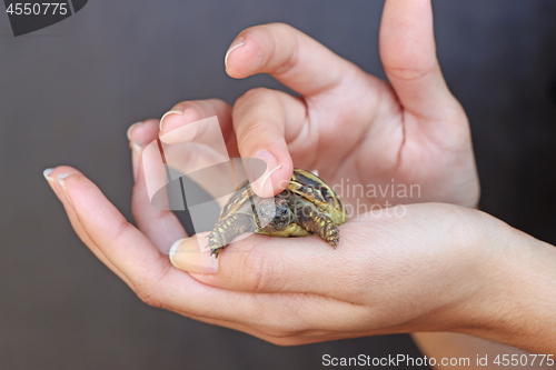 Image of Young girl is holding a turtle