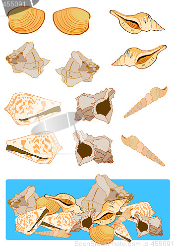 Image of Assorted Shells