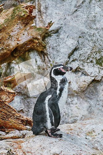 Image of Magellanic Penguin (Spheniscus Magellanicus)