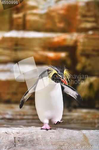 Image of Southern Rockhopper Penguin