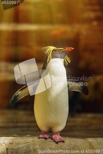 Image of Southern Rockhopper Penguin