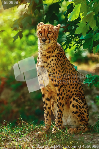 Image of Cheetah (Acinonyx Jubatus) 