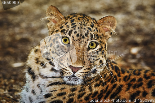 Image of Leopard (Panthera Pardus)