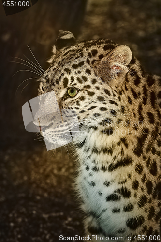 Image of Leopard (Panthera Pardus)