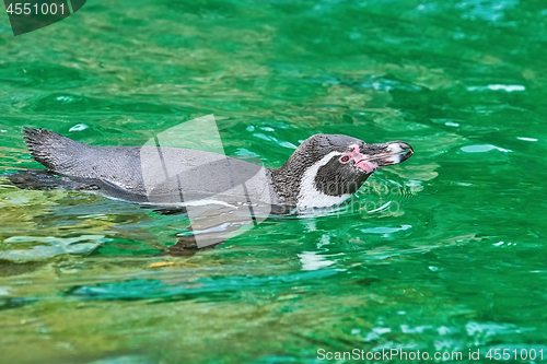 Image of Magellanic Penguin (Spheniscus Magellanicus)