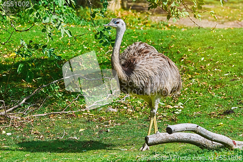 Image of Greater Rhea (Rhea Americana)