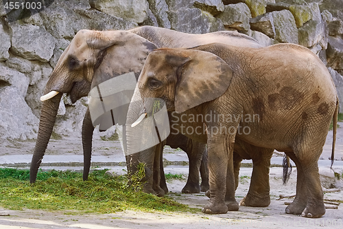 Image of Elephants Eating Grass