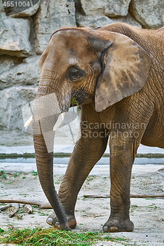 Image of Elephants Eating Grass