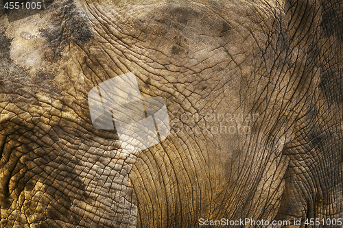 Image of Background of Elephant Skin