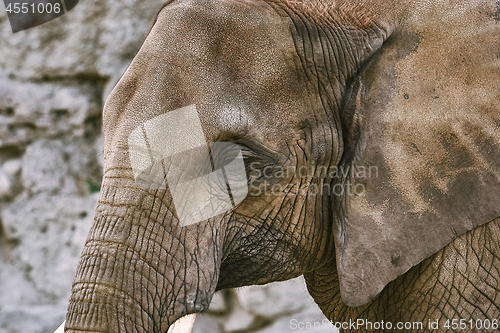 Image of Portrait of Elephant