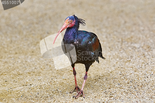 Image of Northern Bald Ibis