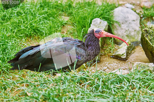 Image of Northern Bald Ibis