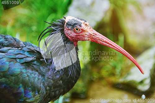 Image of Northern Bald Ibis