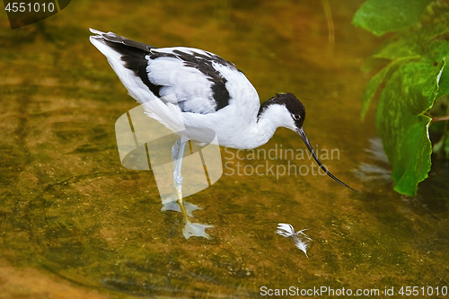 Image of Pied Avocet (Recurvirostra Avosetta)