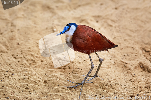 Image of African Jacana (Actophilornis Africanus)