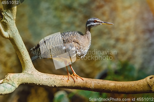 Image of Sunbittern (Eurypyga Helias)