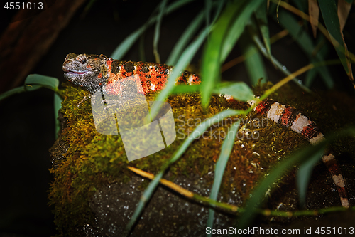 Image of Chinese Crocodile Lizard (Shinisaurus Crocodilurus)