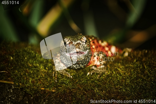 Image of Chinese Crocodile Lizard (Shinisaurus Crocodilurus)